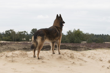 Dog, Belgian shepherd Tervuren, looking out over dunes