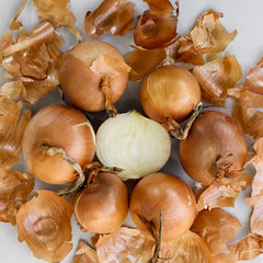 Onions on a light gray background