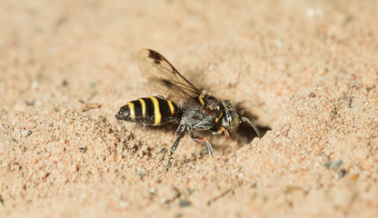 wasp