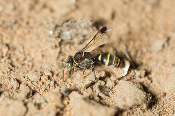 wasp