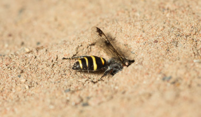 wasp