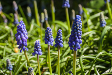 Close up view of Grape Hyacinth