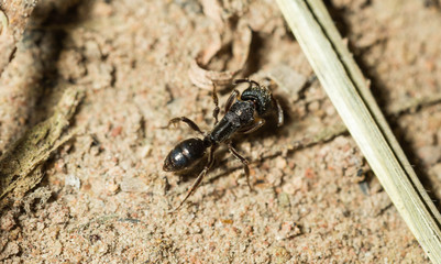 black ant