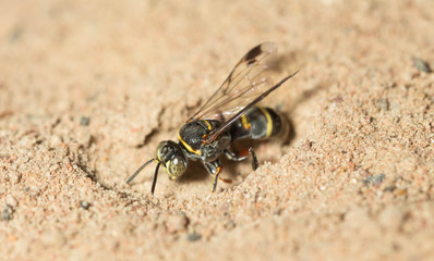 wasp