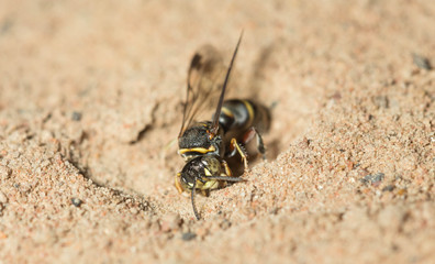 wasp
