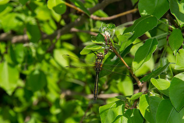 green dragonfly in the foliage