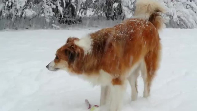 Happy red border collie standing in the falling snow