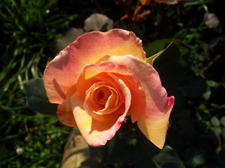 Rosa amarela e laranja