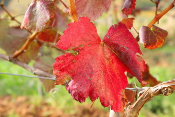 Alicante grape leaves in autumn