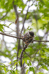 Baby lemur eating fruits on a branch tree in Madagascar