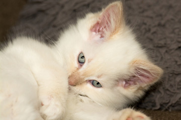 Obraz premium Heilige Birma Katze