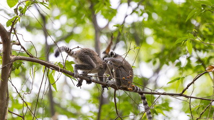 Young ring tailed lemurs playing together on a branch tree in a wildlife scene in Madagascar.