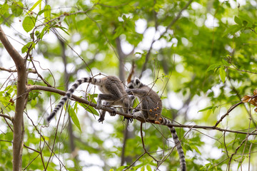 Two cute baby lemurs playing together on a branch tree in Madagascar
