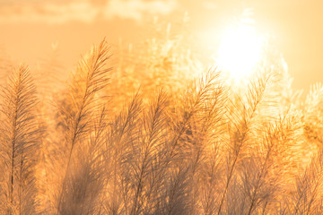 Fototapeta premium Grass Flowers