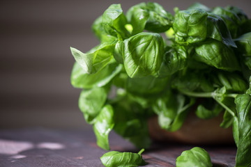 Fresh organic basil