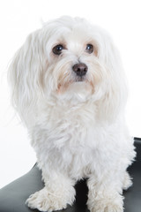 Maltese dog sitting in front of a white background
