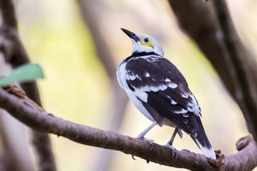 Black-collared Starling perching on tree