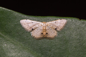 Moth on green leaf