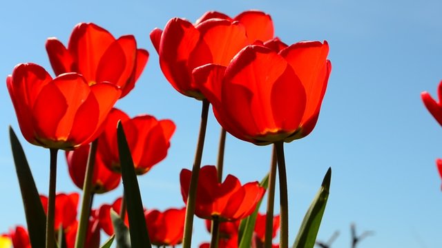 Tulips against the sky