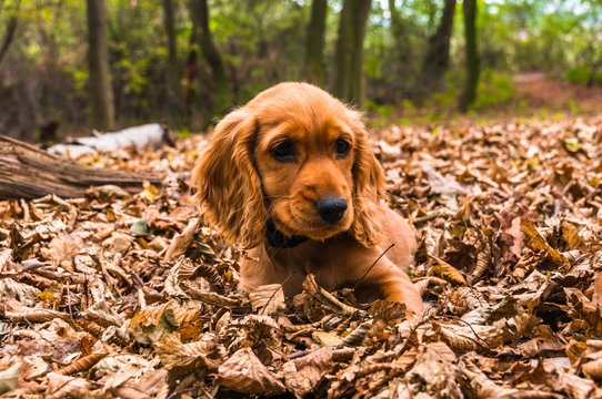 English cocker spaniel puppy lying on the fallen leaves