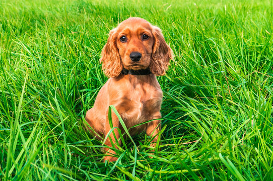Liver disease in dogs: common causes, symptoms, and treatments Lyka Blog