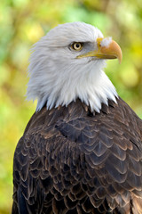 Beautiful american bald eagle