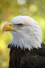 Beautiful american bald eagle
