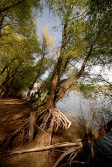 trees on river coast