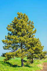 The Pine Tree