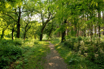 Fototapeta premium deep forest