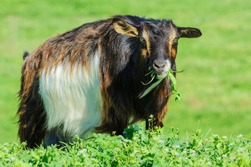 A Billy Goat