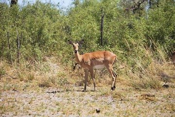 Impala, Aepyceros melampus, Bwabwata National Park, Namibia