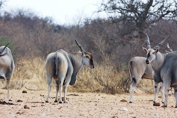 Eland, Taurotragus oryx, at the waterhole Bwabwata, Namibia