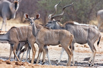  Greater kudu, Tragelaphus strepsiceros,  at the waterhole Bwabwata, Namibia