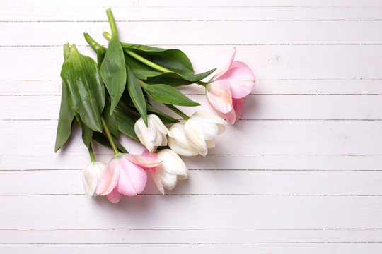 Background with fresh pink and white  tulip flowers