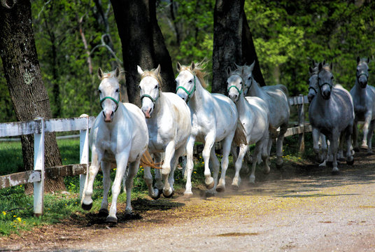 White Lipizzan Horses running