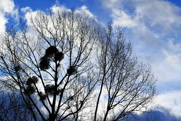 Exposure of mistletoe
