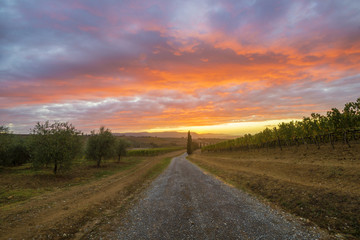 road through the Tuscan vineyard