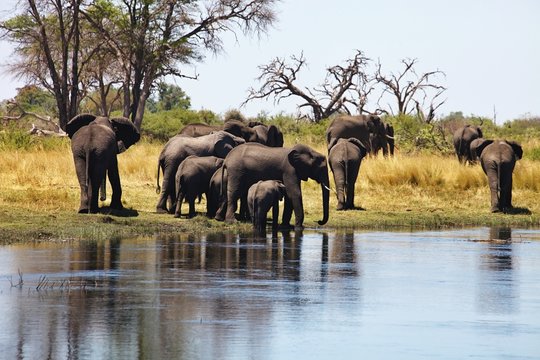 elephants  at waterhole horseshoe, in the Bwabwata National Park, Namibia