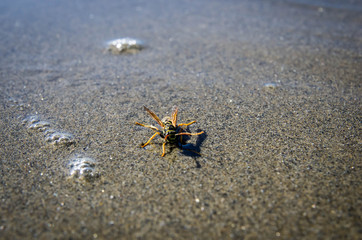 abeille à la plage