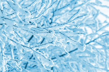 Winter background of tree branches in the frost