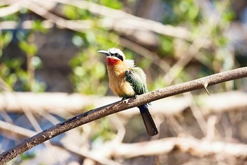 White Fronted Bee-eater, Merops bullockoides, by the river Okavango, Namibia