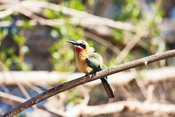 White Fronted Bee-eater, Merops bullockoides, by the river Okavango, Namibia
