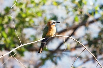 White Fronted Bee-eater, Merops bullockoides, by the river Okavango, Namibia