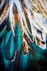 Obraz premium Jaskrawa kolorowa piórkowa grupa niektóre ptak