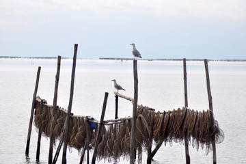 Seagulls on fishing net stand