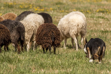 Obraz premium Border Collie beim Hüten