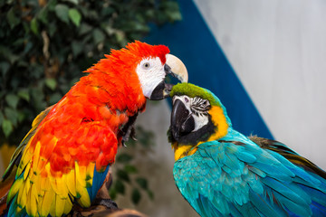 Parrots in love
