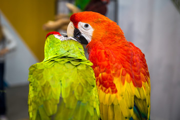 Parrots in love
