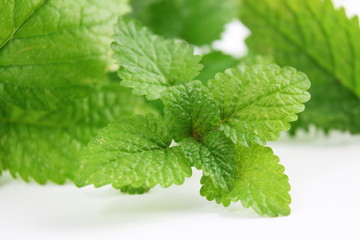 Fresh lemon balm herb Melissa officinalis in white background